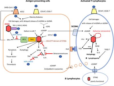 Lymphocyte Changes in Severe COVID-19: Delayed Over-Activation of STING?